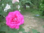 月季花