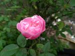 月季花