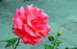 月季花