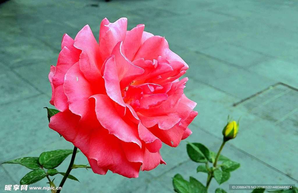 月季花