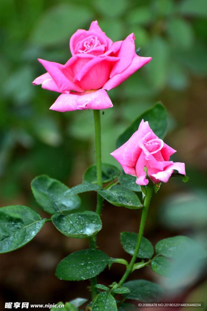 月季花