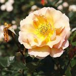 月季花