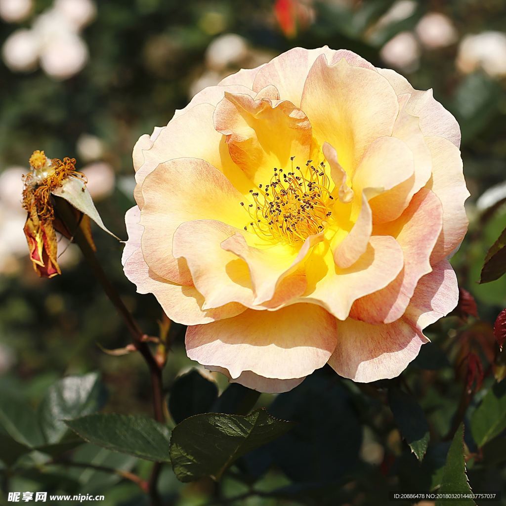 月季花