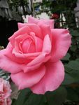 月季花
