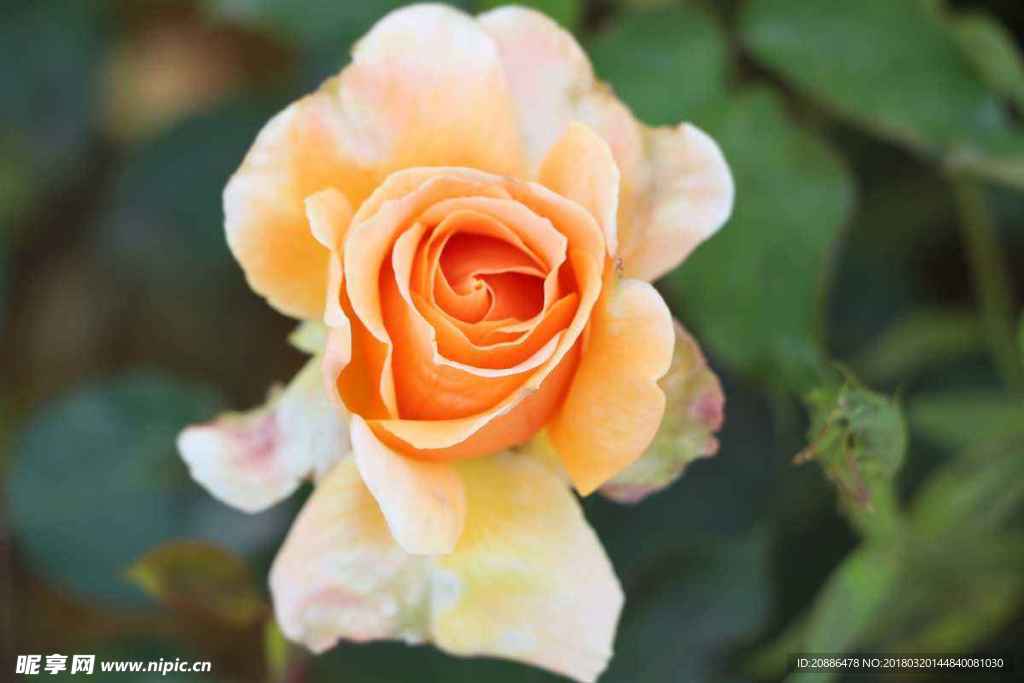 月季花