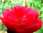 月季花