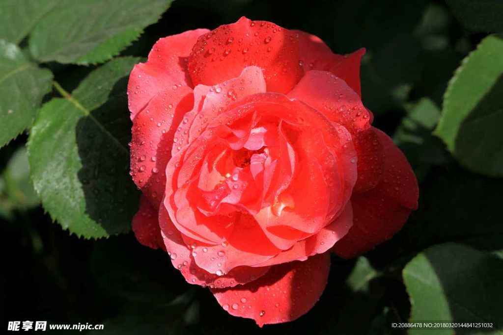 月季花