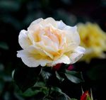 月季花