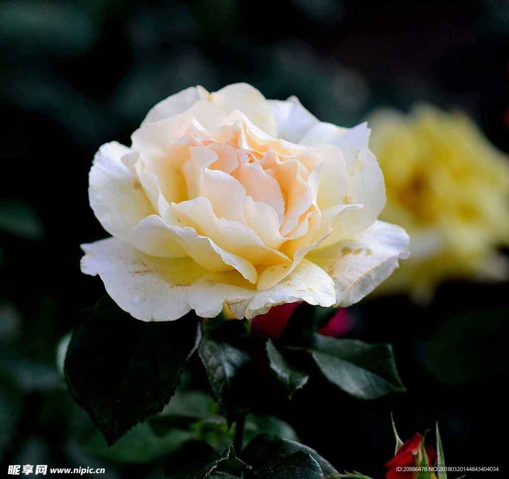 月季花