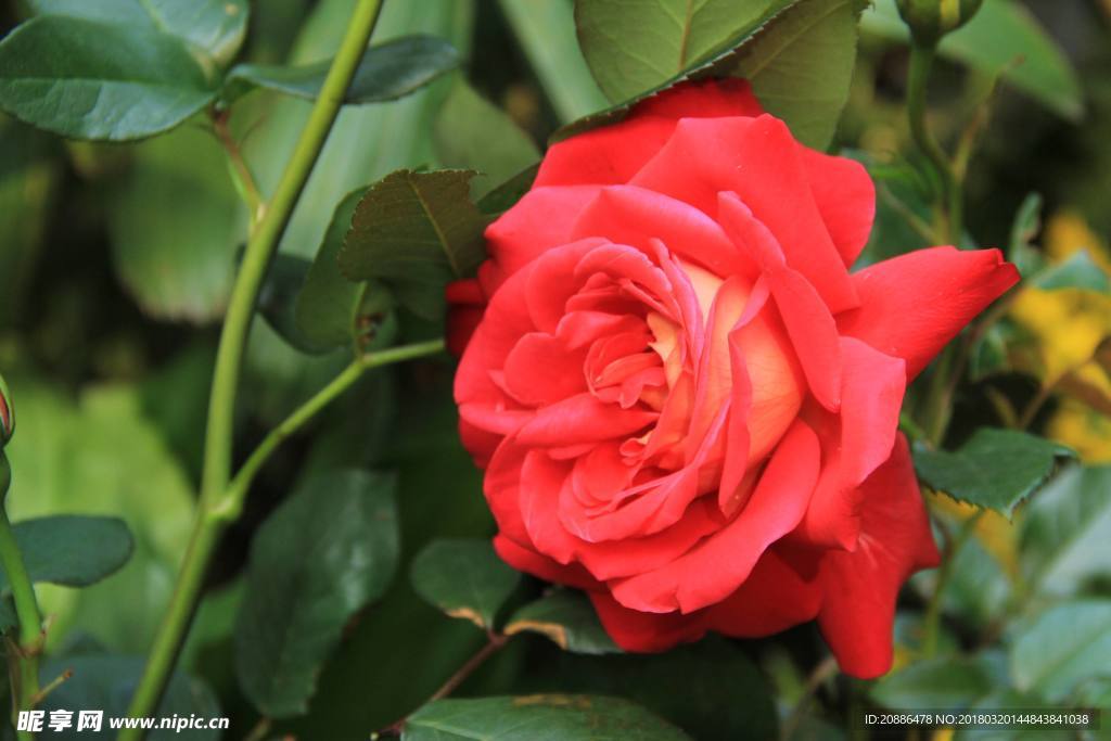 月季花