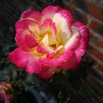 月季花