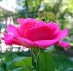 月季花