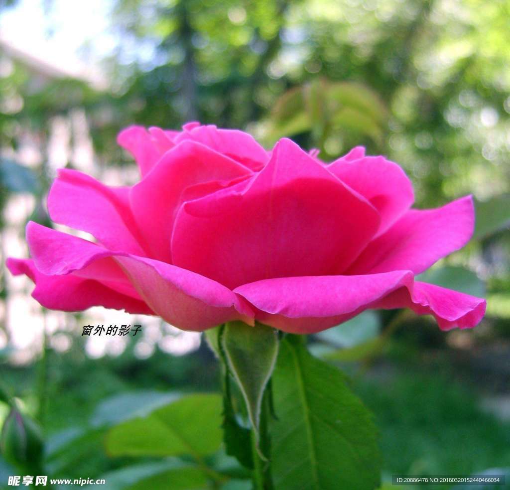 月季花