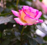 月季花