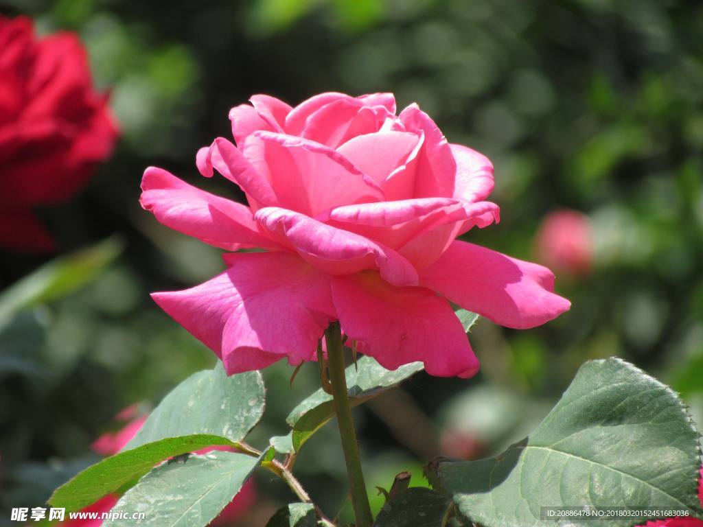 月季花