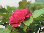 月季花