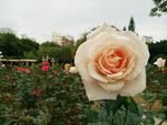月季花