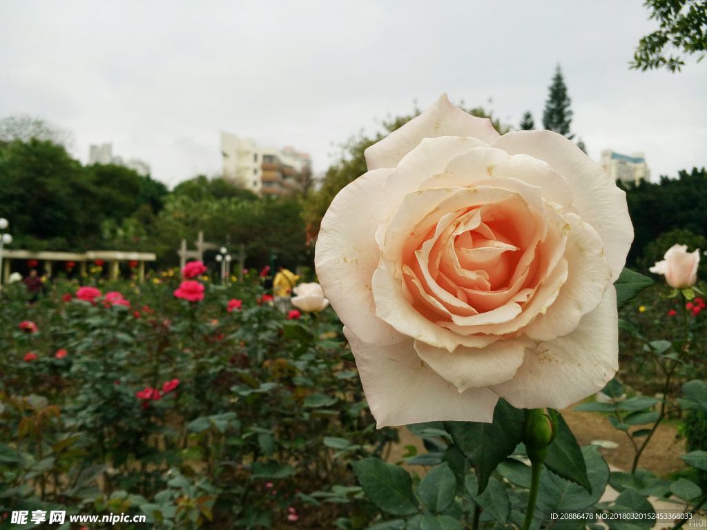 月季花