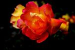 月季花