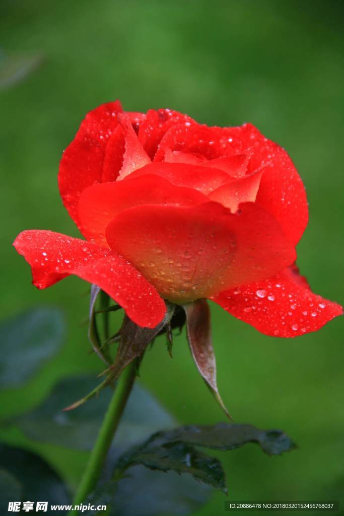 月季花