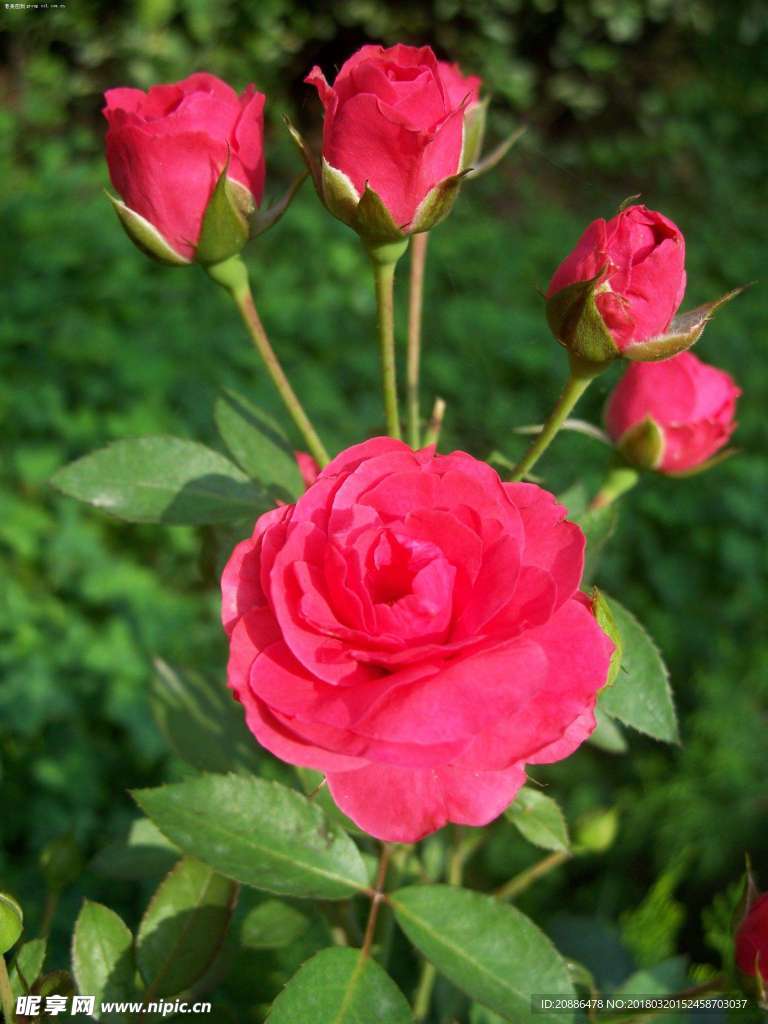 月季花