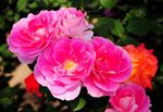 月季花