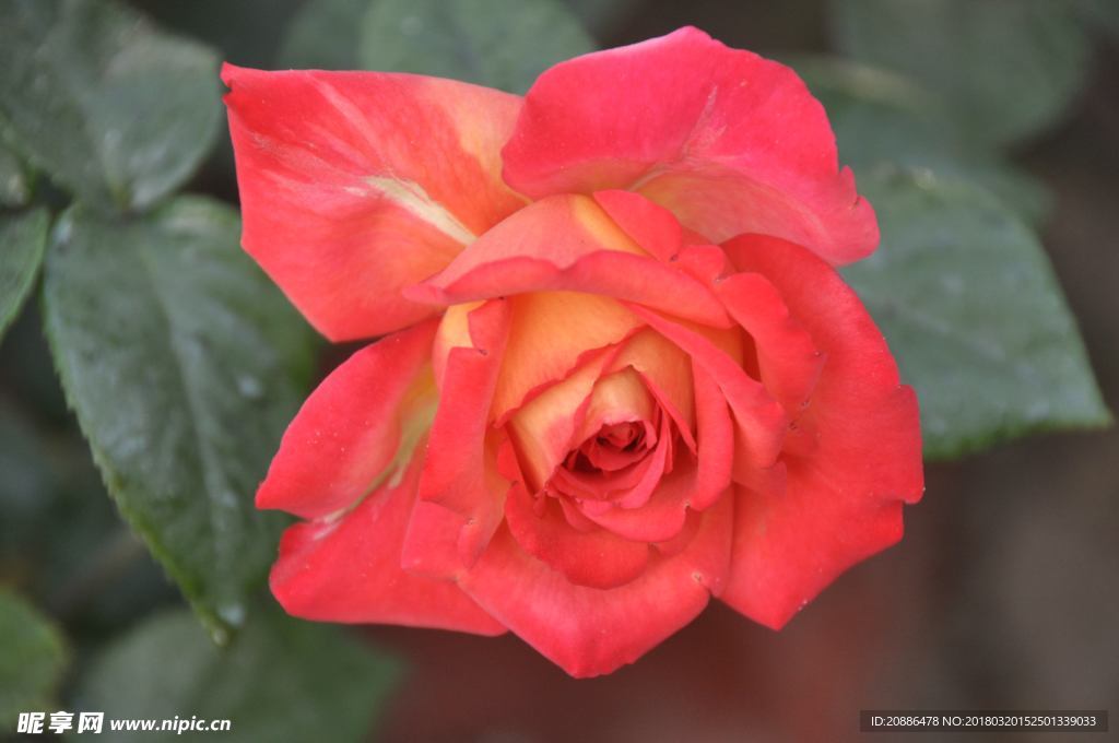 月季花