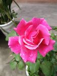 月季花
