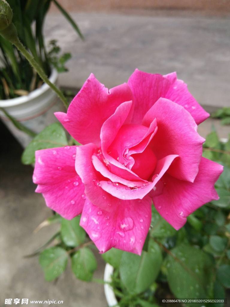 月季花