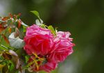月季花