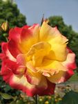 月季花