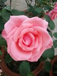 月季花