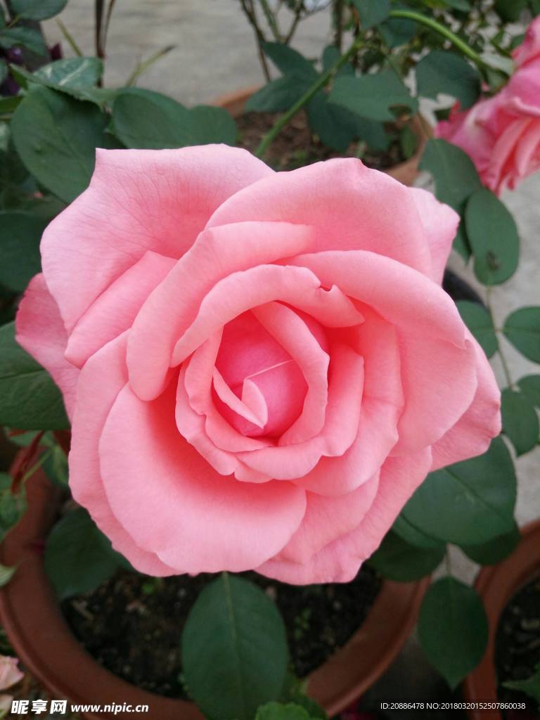 月季花