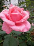 月季花