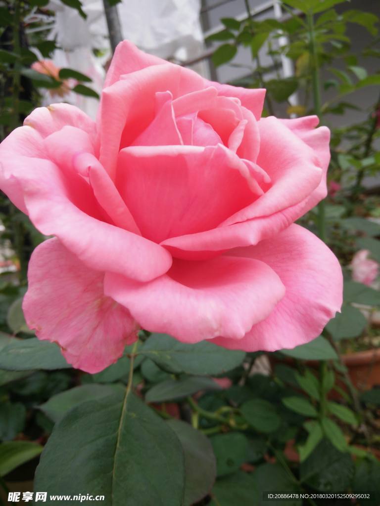 月季花