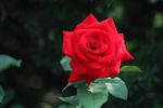 月季花