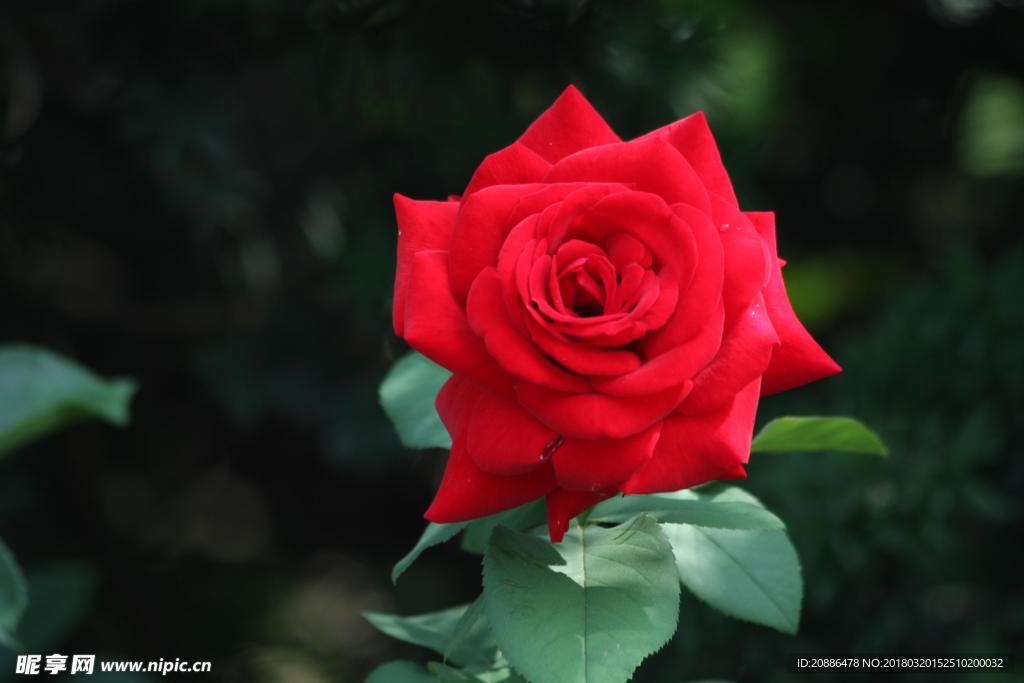 月季花