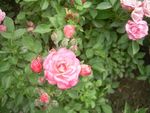 月季花