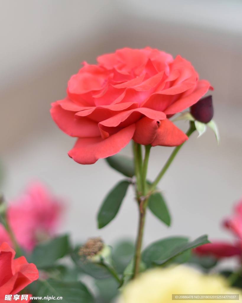 月季花