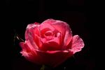 月季花