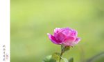 月季花