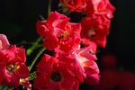 月季花