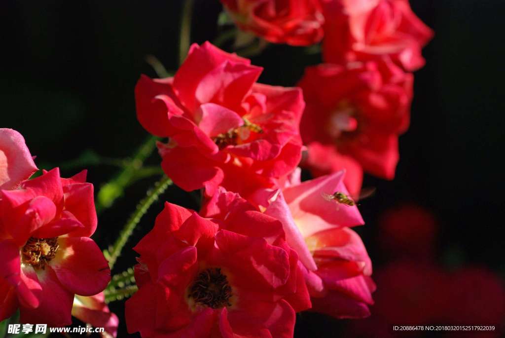 月季花