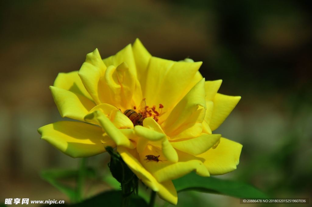 月季花