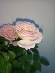 月季花