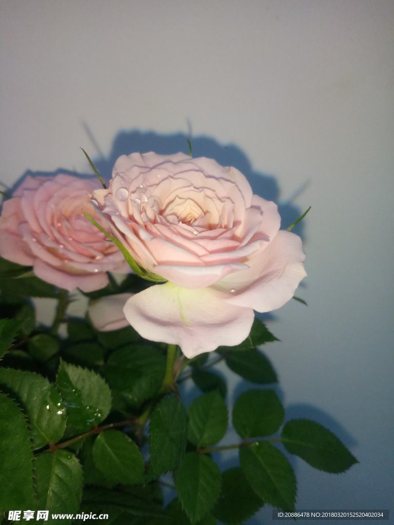 月季花