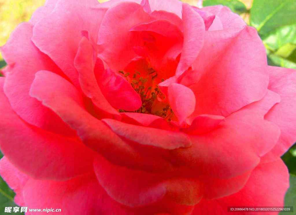 月季花