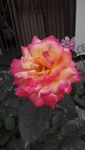 月季花