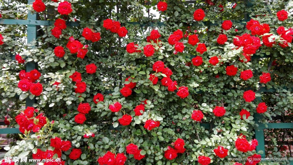 月季花