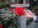 月季花